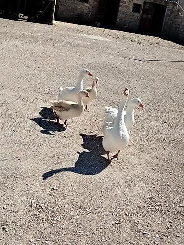 Qazlar: 1 erkek 4 dişi qaz satilir 5i birlikde 200 azn sonudur ciddi alıcılar — 2