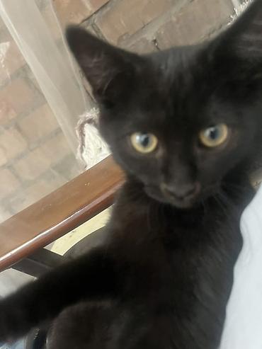 Продажа кошек: 🏡 КОТЯТА ИЩУТ ДОМ! 🐾❤️ Два замечательных малыша — чёрный котик и — 14