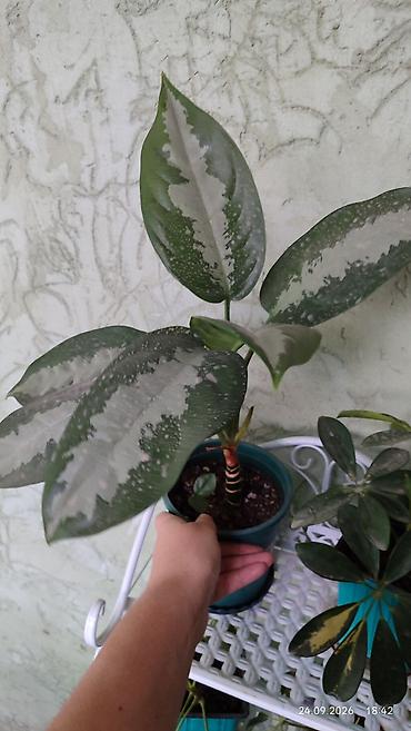 Молочайлар: Горшечные комнатные растения: 1) Молочай миля (Euphorbia milii — 6