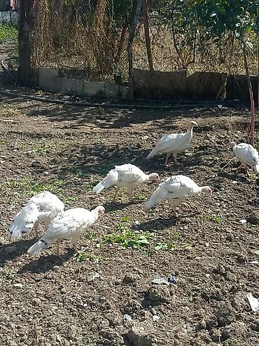heyvan yemi: Məhsul: Ağ rəngli hinduşka cücələri (pulyozlar) Təsvir: - Ev — 1