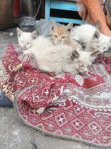 отдам щенка в хорошие руки бесплатно: Котята - Помёт из нескольких котят разной масти