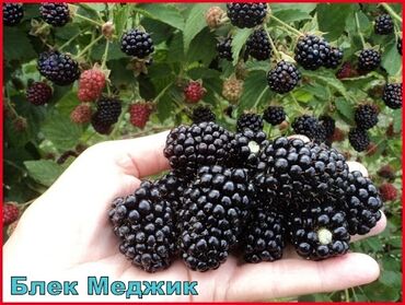 Фрукты и ягоды: Ежевика сортовая ремонтантная и летняя Сорта прошедшие сортоиспытание — 9