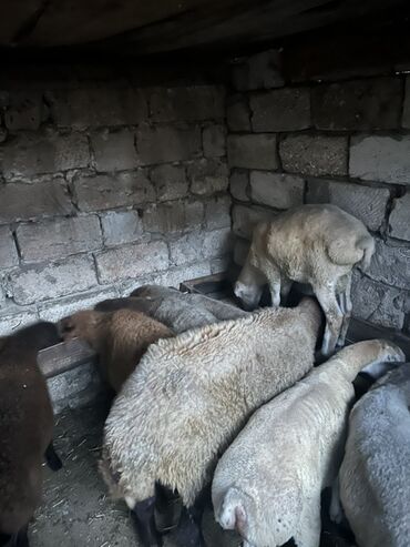 coban itlerinin satisi: Fermada yetişdirilmiş qoyunlar satışa təqdim olunur. Müxtəlif