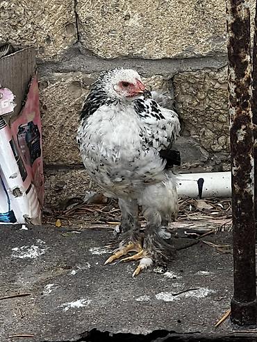 it bazari hardadi: Brahma cinsi dekorativ toyuqlar

4 ayliq fereler. Ve xoruzlar — 3