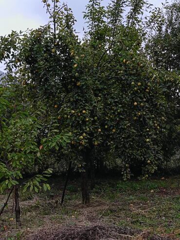 Bağ evlərinin satışı: Alekseevka, 30 kv. m, 15 otaq, Su — 2