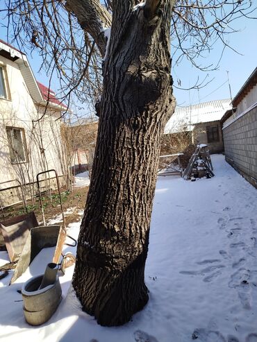 прием орехов: Дрова Орех, Самовывоз