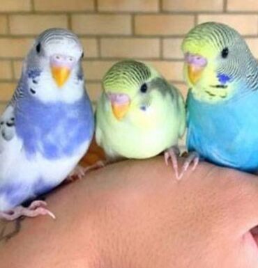 Птицы: Попугаи, попугай волнистые хорошо учатся говорить и приручаются к