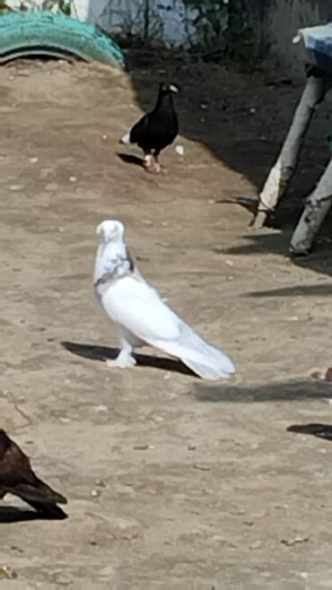 goyercin sekilleri: Ağ rəngli, tüklü ayaqlı göyərçin. Bu göyərçin növü dekorativ məqsədlər