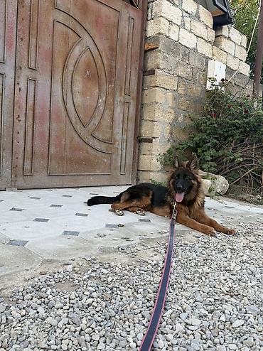 Uzunmüddətli kirayə mənzillər: Salam kirayə ev axtarıram yeni tikiliyə üstünlük verilir Sumqayıtda — 2