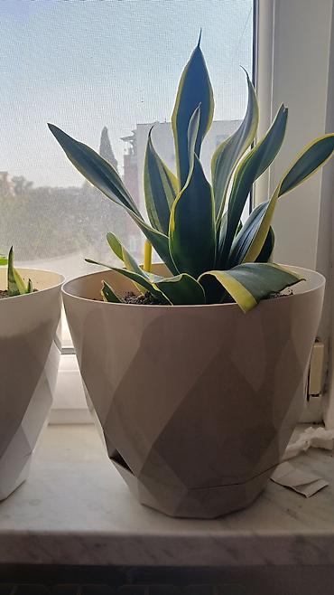 epimedium bitkisi satisi: Sansevieria (Qaynanadili) dekorativ otaq bitkisi – 3 ədəd - Növ — 3
