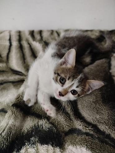 Мышыктар: Котята домашние, короткошёрстные. - Окрас: тигровые табби и — 7