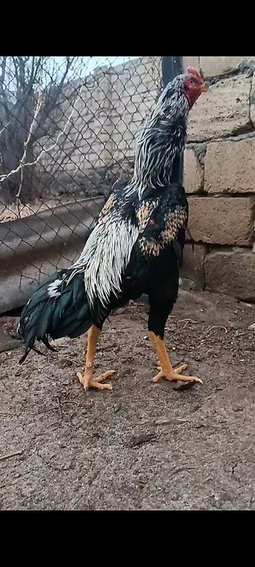 o şamo: 11 ayliq ata taylant ana mamba super qani olan heyvandi atasida — 1