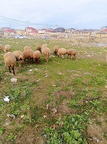 heyvan satilir: Salam.qoyunlar satılır tecılı 20 basdı bogazdilar bugüne sehere — 1