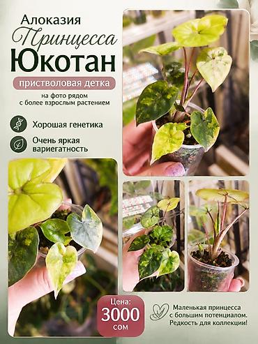 алоказия: Алоказия «Принцесса Юкотан» — приставловая детка. - Очень яркая — 1