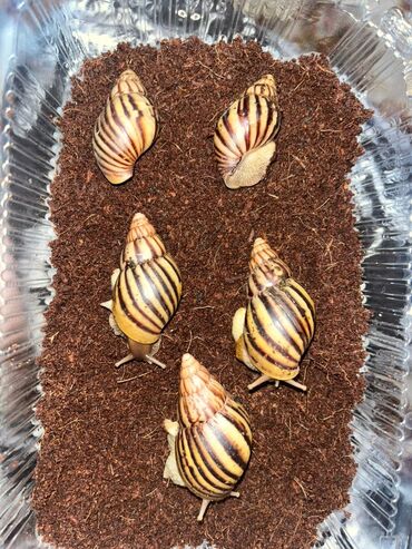 ит уя: Продаю улиток Ахатин 🐌 Крупные, здоровые, неприхотливые. Подходят для