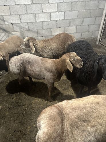 кой овцы: Сатам | Козу, Кочкор (эркек) | Гиссар, Арашан | Көбөйтүү үчүн | Асыл тукумдуу, Жасалма жол менен боозутуу