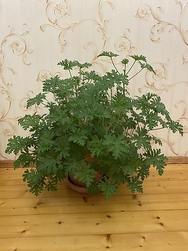 ətirşah bitkisi: Otaq bitkisi – ətirli geranium (sardunya, Pelargonium graveolens) - — 2