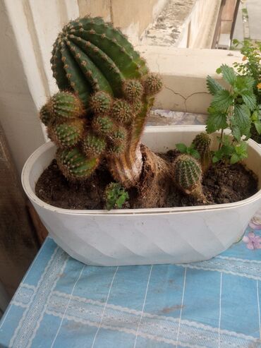 Otaq bitkiləri: Güllər . Kaktus, pul gülü, kolanxoe -da lalafo.az — 12 Otaq bitkiləri: Güllər . Kaktus, pul gülü, kolanxoe — 12