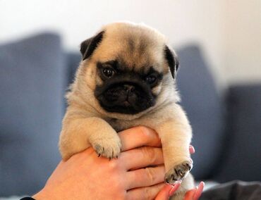 Psi: Na prodaju štenci mopsa, pažljivo vakcinisani i očišćeni od parazita — 10