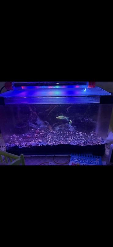 akvarium baki: Akvaryum komplekti filtr isiq qizdirici ile birge - Şüşə akvarium — 1