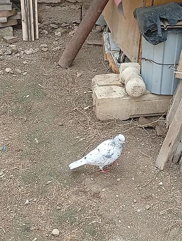 qizil qus: Göyərçinlərin hər biri tutulmadı.göylər,əbreş,mor.kom 35 bal real — 4