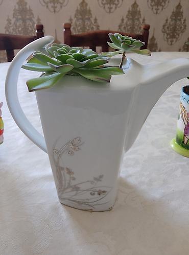 kala: 3 ədəd otaq bitkiləri: pul ağacı (krasula), daş gülü (echeveria) və — 7