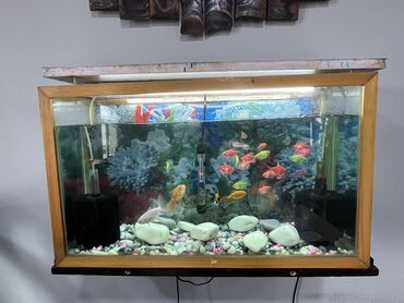 Akvariumlar: Dördbucaq akvarium, Balıqlarla birlikdə, 40 l, Ünvandan götürmə