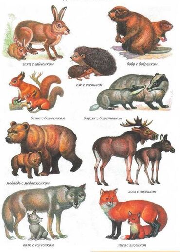 Другие животные: Куплю или приму даром лисенка, медвежонка, барсука и других диких