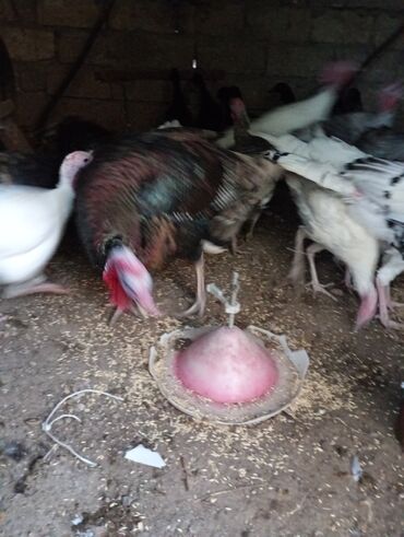 Hinduşka: Erkək, Damazlıq, Ünvandan götürmə — 2