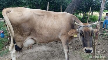 животные: Продаю | Корова (самка) | Алатауская | Для молока | Стельные
