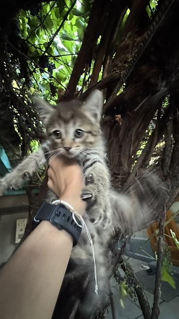 котят ош: Отдаем котят в добрую и любящую семью. Котята приучены к лотку и — 5