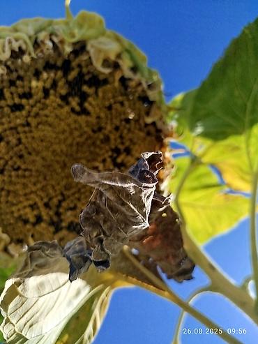 Помидоры: Помидоры Сливки — 25