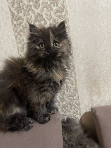 сиямский кот: Продаются скоттишь Хайленды в самые лучшие любящим котиков людям