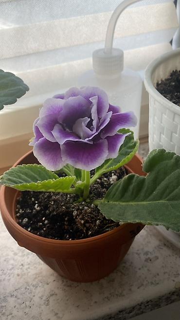 цветы для кафе: Глоксиния (Sinningia speciosa), крупноцветковые сорта - Эффектные — 2