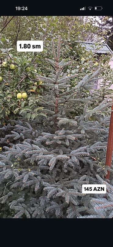 payıza aid əl işləri: Original Kremlovski yolkalar satılır 🌲 Ruslan_Dekorativ_Bitkilər🌲 — 1