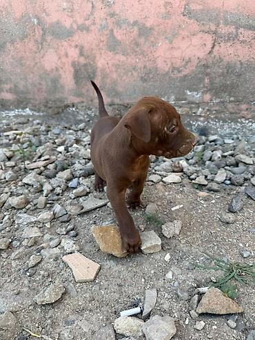 İtlər: Pitbul, 1 ay — 5