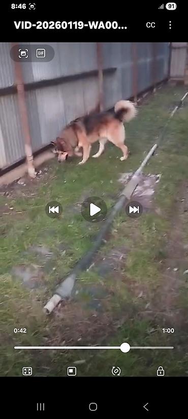 İtlər: Xaski, 1 ay, Erkek, Peyvəndli, Ünvandan götürmə — 14