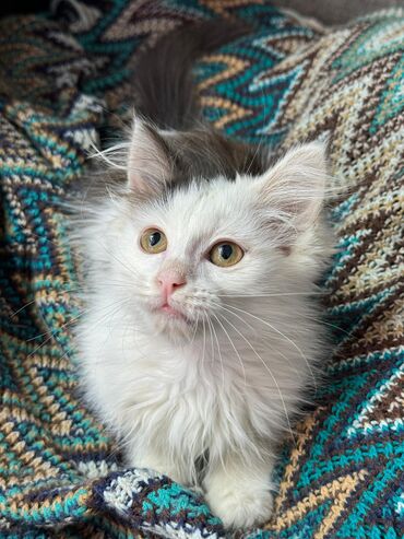кошки в хорошие руки: Кошка даром: Беспородная, Девочка
