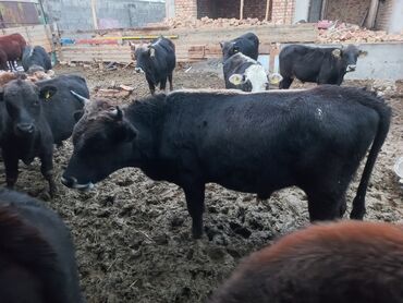 купить домик для кошки недорого: Сатам | Бука (эркек) | Бордоп семиртүү үчүн