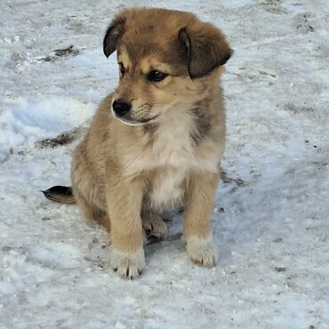 сколько стоит такса собака: Собака даром: Дворняжка, 2 месяца, Самец