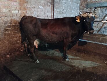 быки голштин: Продаю | Корова (самка) | Алатауская | Для молока