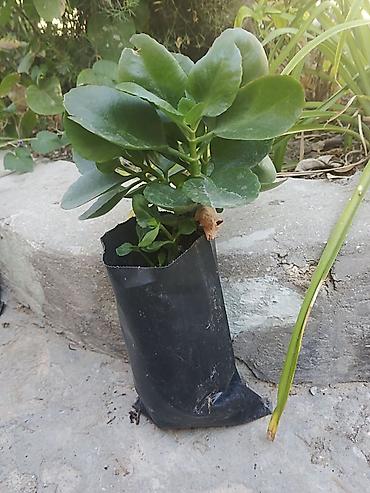 kamin dekor: Otaq bitkiləri fidanları – torflu polietilen torbalarda Mövcud — 3