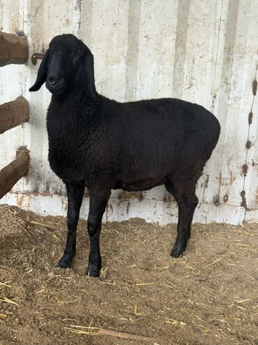 Бараны, овцы: Продаю | Овца (самка) | Для разведения — 3