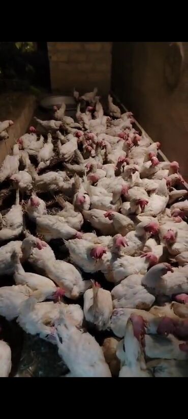 donuz eti satisi: Ağ rəngli toyuqlar satılır. Ətlik və ya yumurta istehsalı üçün