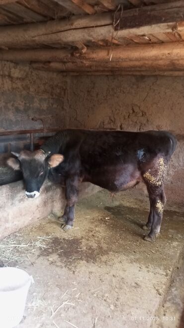 экзотическая короткошёрстная кошка: Продаю | Бык (самец) | Швицкая | На откорм | Привязанные