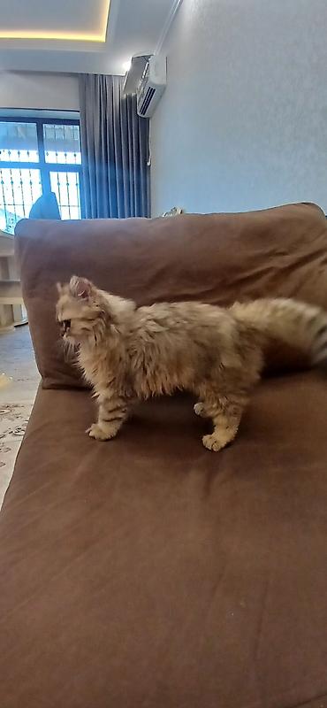 Pişiklər: Britan, Dişi, Ünvandan götürmə — 7