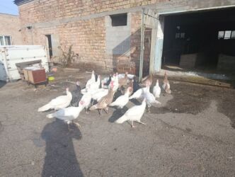 сколько стоит питбуль в бишкеке: Птицы