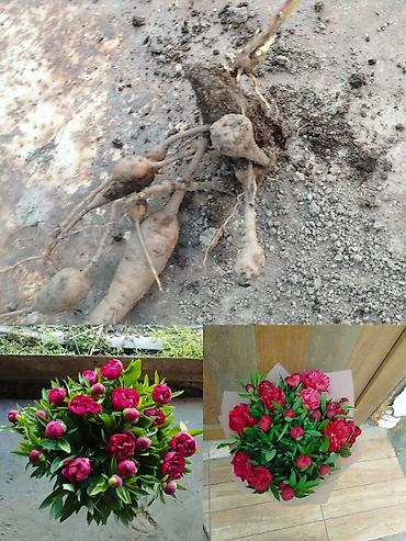вишня сколько стоит: Самовывоз, Платная доставка — 3