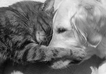 каракол животных: 🐾 Эвтаназия собак и кошек Если животное тяжело больно, испытывает — 2