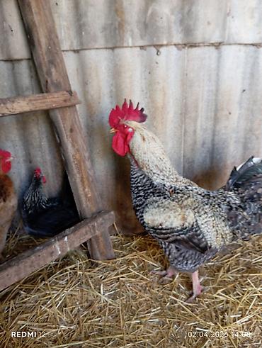 amadin qusu: Xoruz satılır 3 ildi artıq məndədi sağlam xoruzdu vaxtında dərmanları — 1